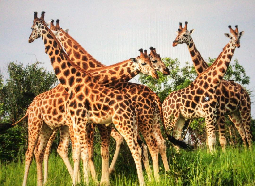 Wildlife Around Murchison Falls