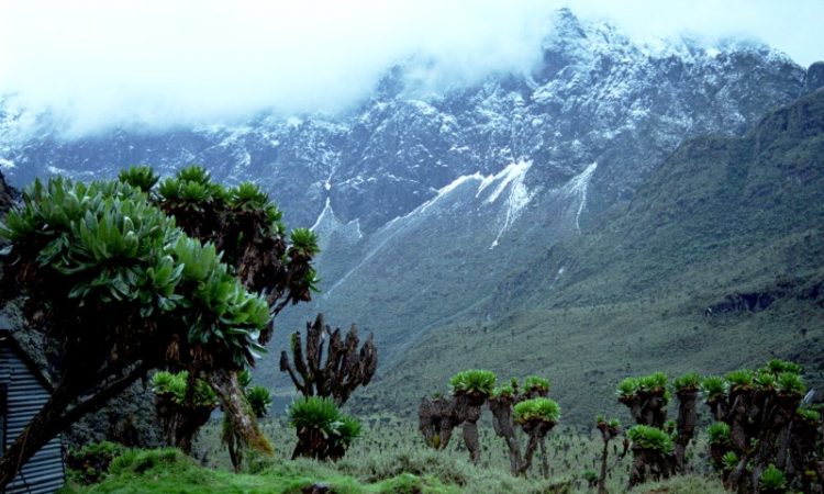 Rwenzori Mountains