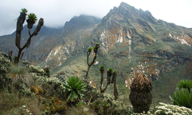 Rwenzori Mountains