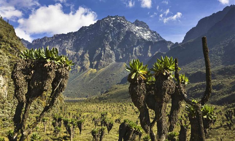 Rwenzori Mountains