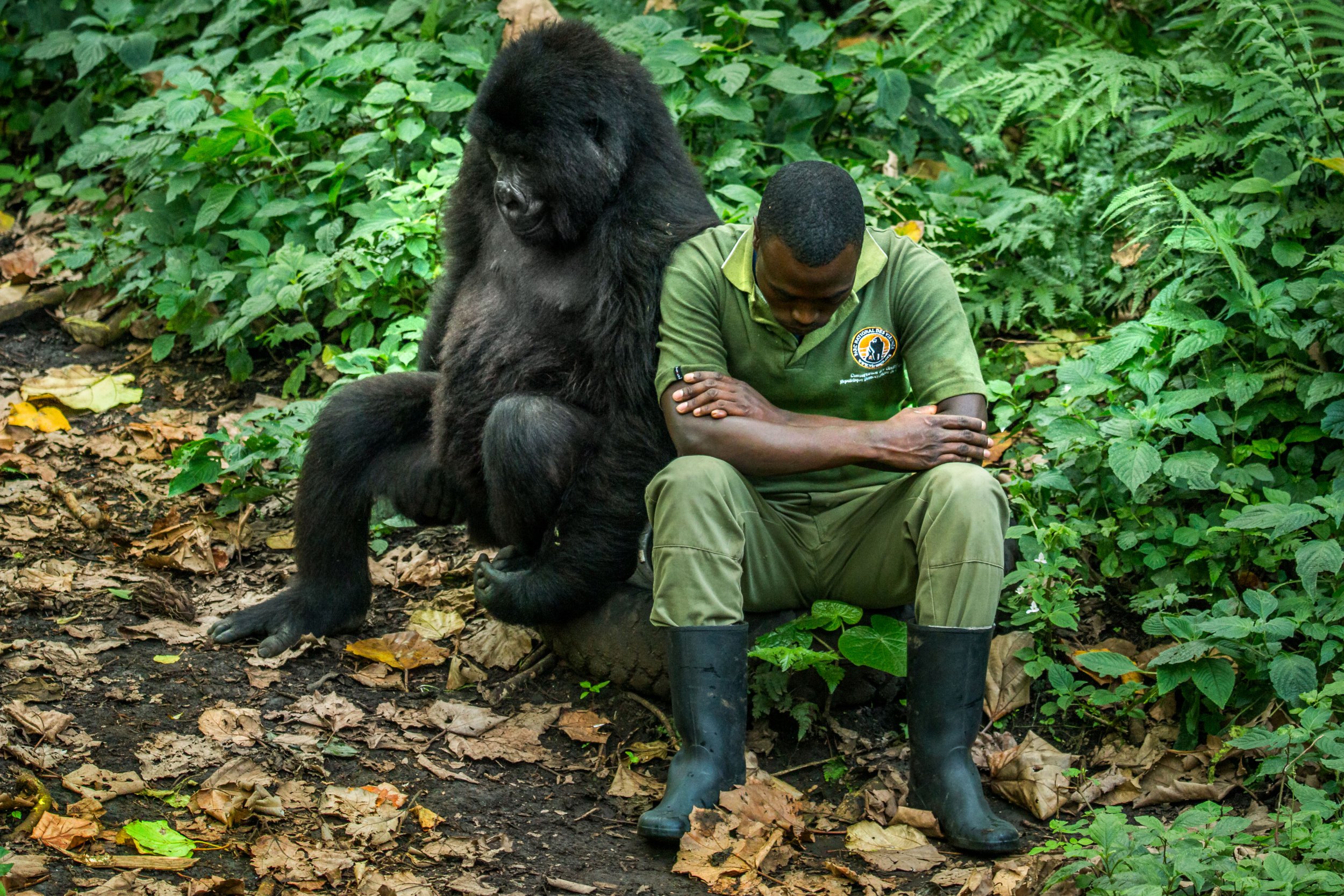 Gorilla Emotional Intelligence
