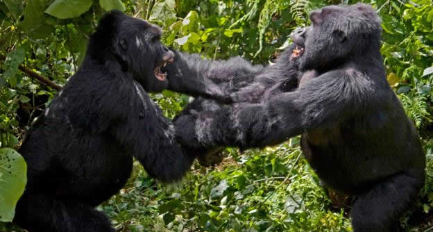 Silverback Dominance Fights