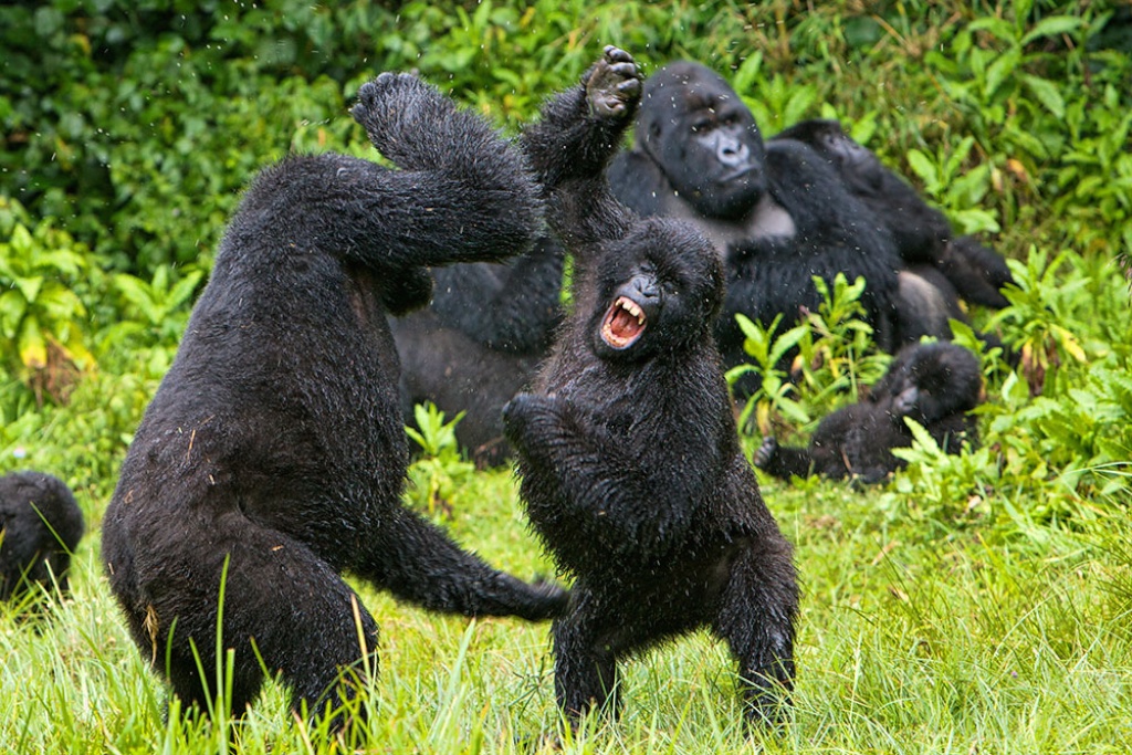 Why Silverback Gorillas Fight for Dominance