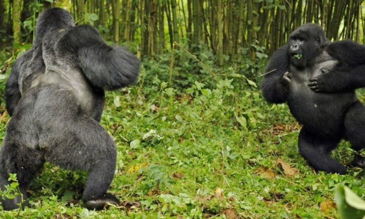 Silverback Dominance Fights
