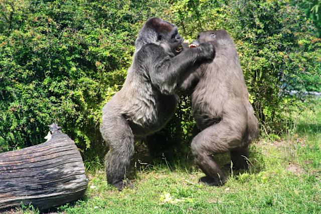 Why Do Silverback Gorilla Fight