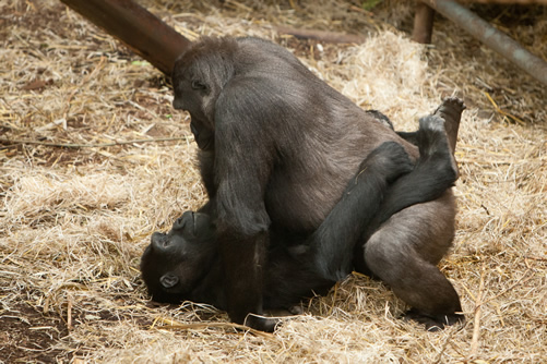 Gorilla Mating Behavior