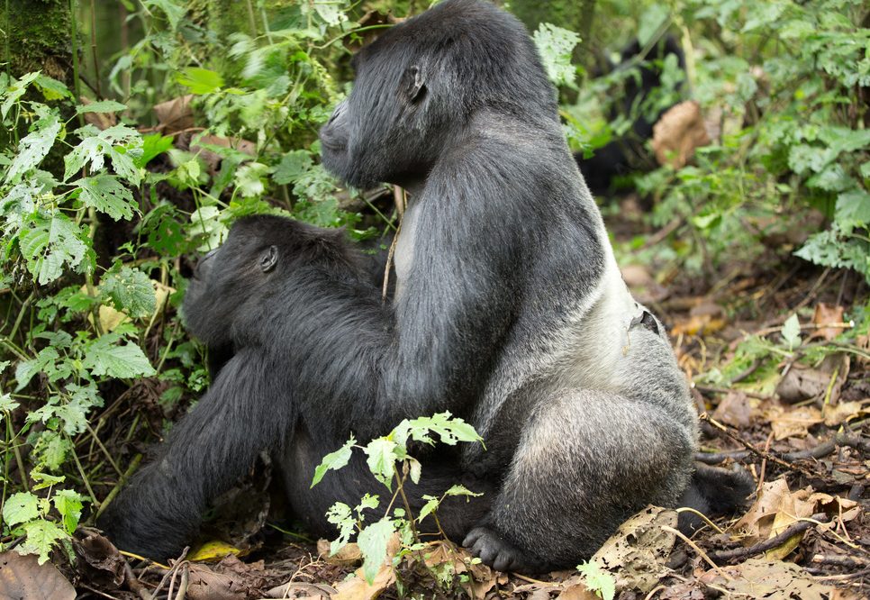 gorilla reproductive behavior