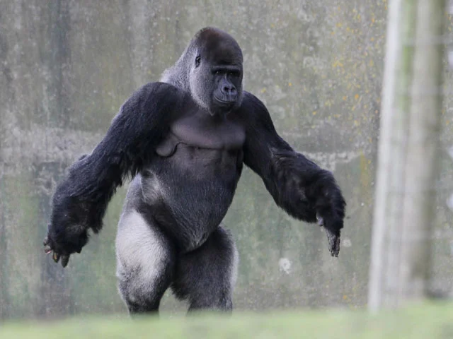 Silverback Gorilla Size Comparison
