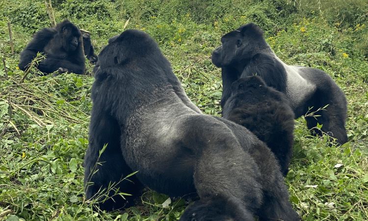 Why Silverbacks Lead Gorilla Families