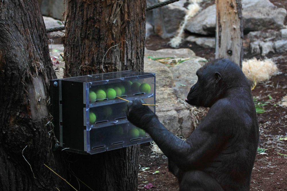 Do Gorillas Use Tools? | Intelligence of Gorillas