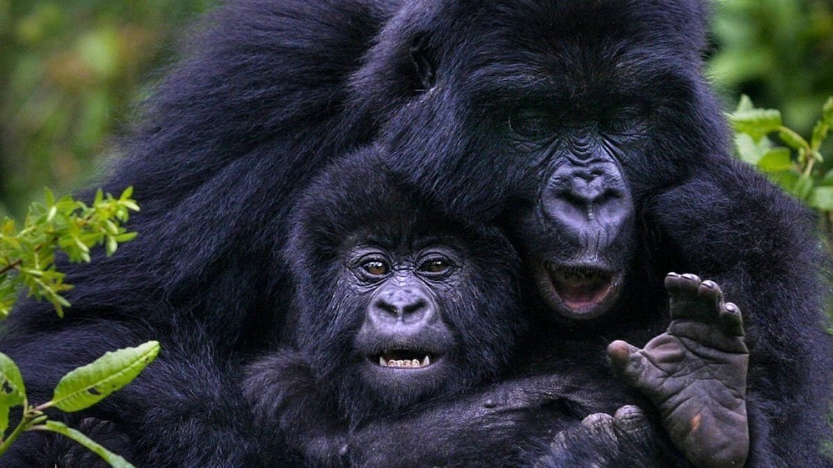 Where Do Gorillas Live?