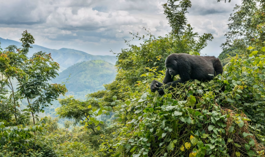 Where Do Gorillas Live?