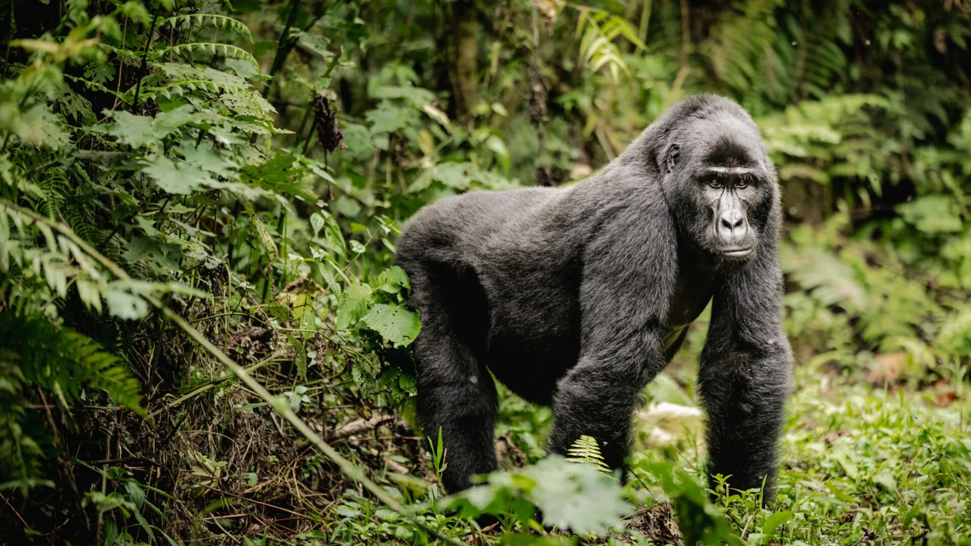 Where Do Gorillas Live?