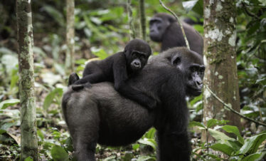 5 Days Uganda Gorilla & Wildlife
