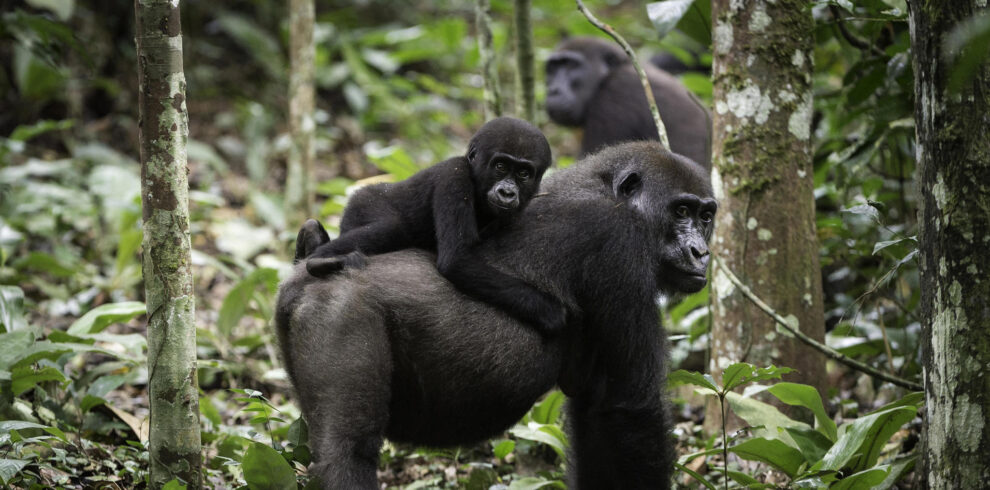 5 Days Uganda Gorilla & Wildlife