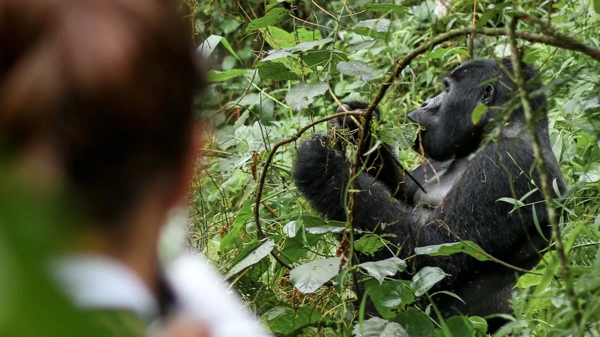 Where to See Gorillas in Africa​