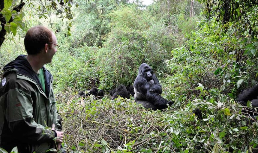 Where to See Gorillas in Africa​