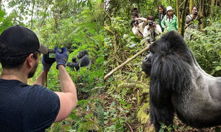 Where to See Gorillas in Africa​