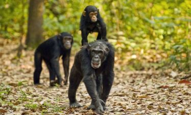 14 Days Uganda Primates & Big Five