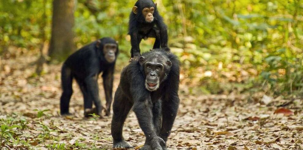 14 Days Uganda Primates & Big Five