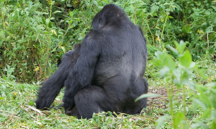 gorilla courtship behavior
