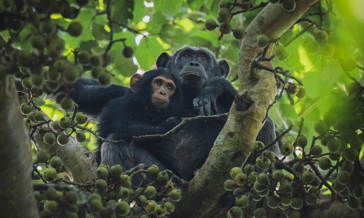 Chimpanzee Trekking in Kibale National Park