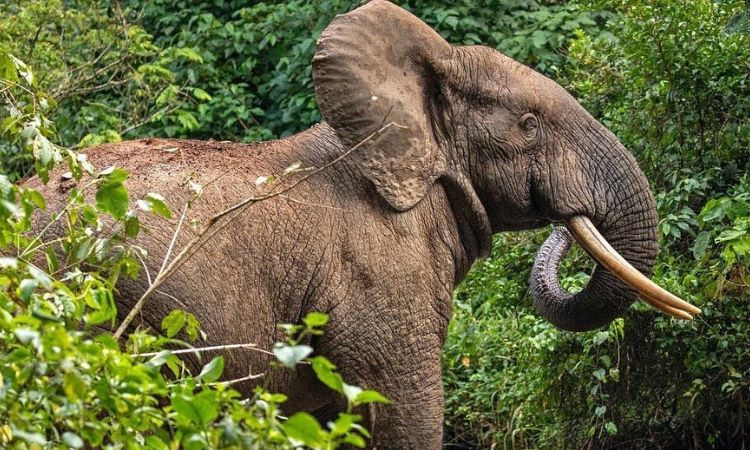Wildlife Found in Kibale National Park