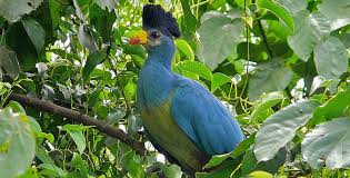 Wildlife Found in Kibale National Park