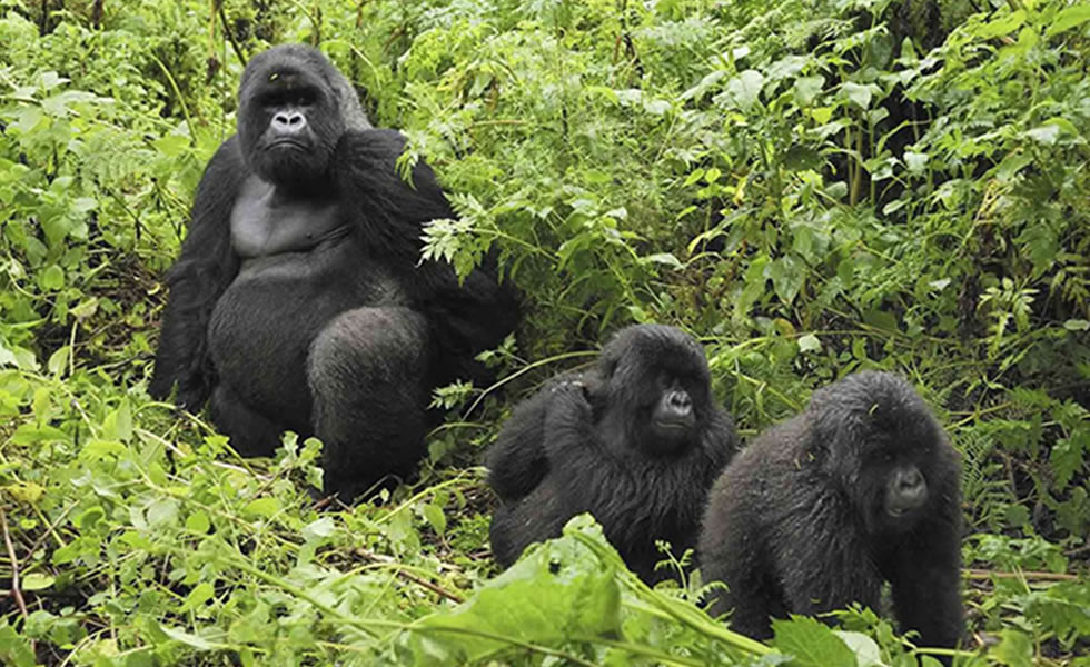 4 Days Rwanda Gorilla And Wildlife Safari