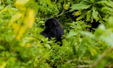 7 Days Uganda Safari