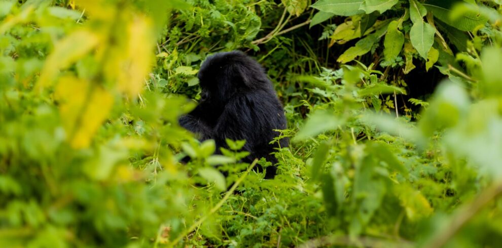 7 Days Uganda Safari