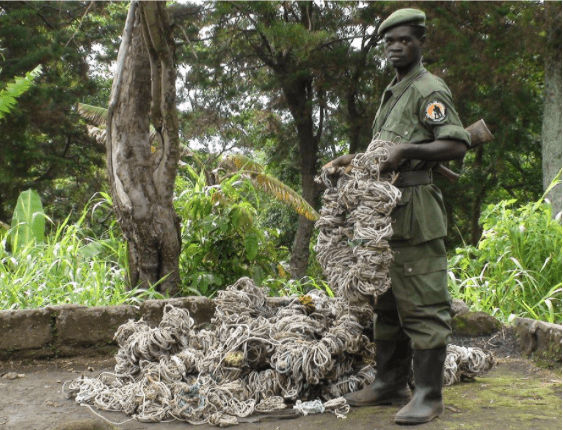 Role of Rangers in Gorilla Protection