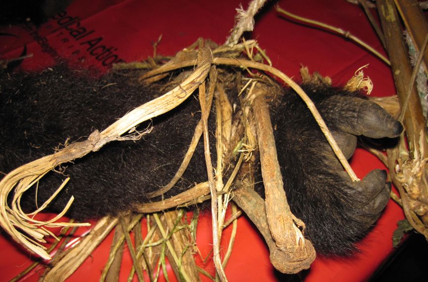 What Drives Gorilla Poaching