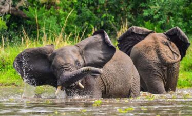 18 Days Uganda – Rwanda Safari