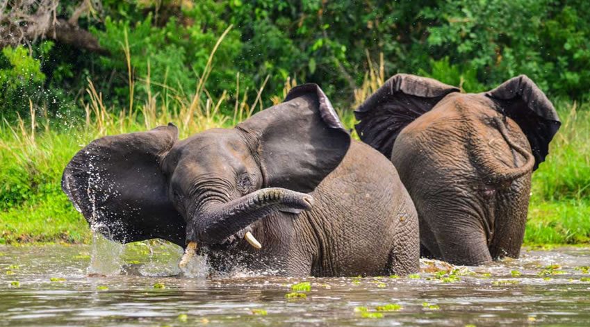 18 Days Uganda – Rwanda Safari