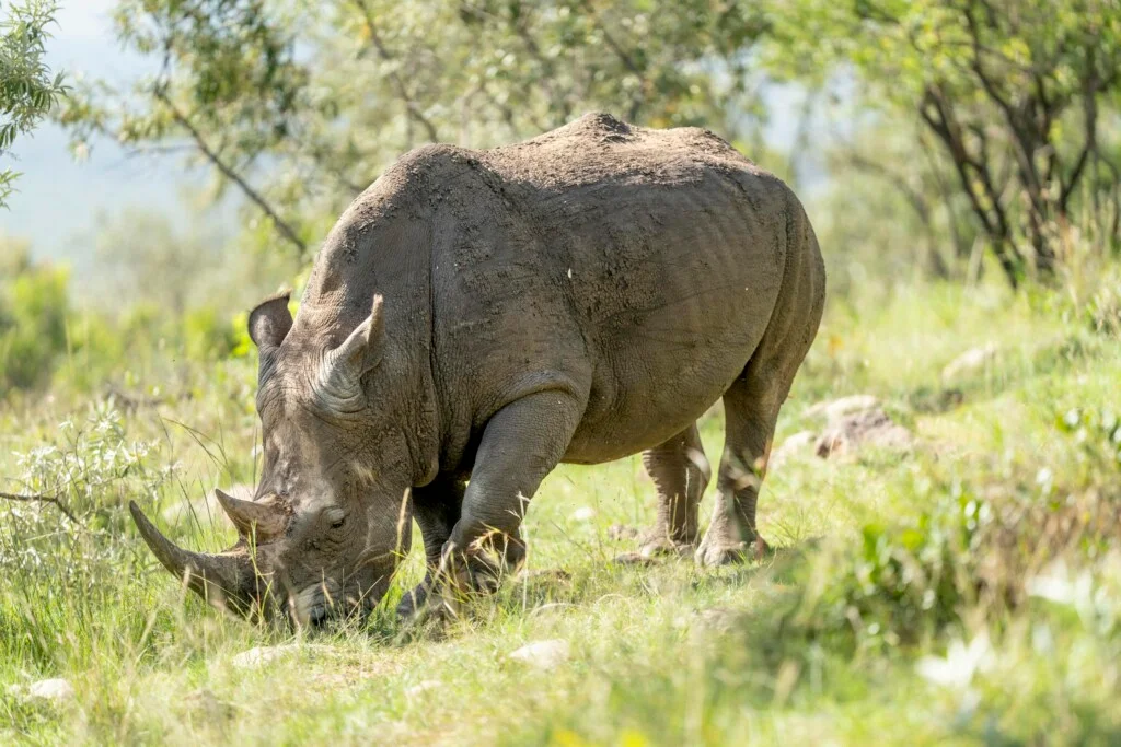 10 Days Uganda Gorilla Tour