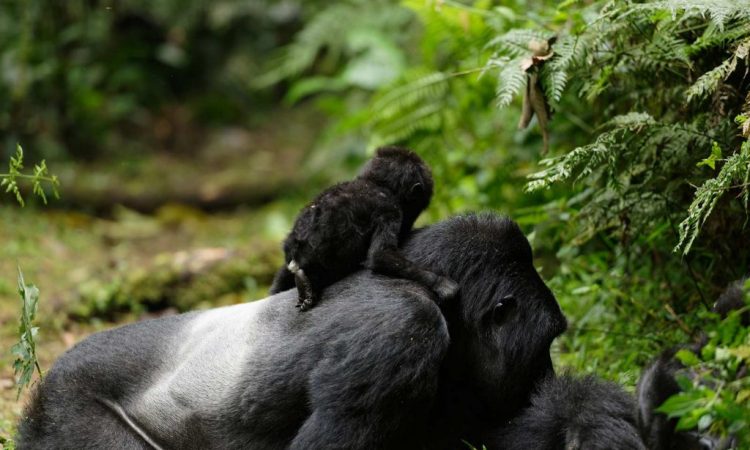 African Gorilla Safari