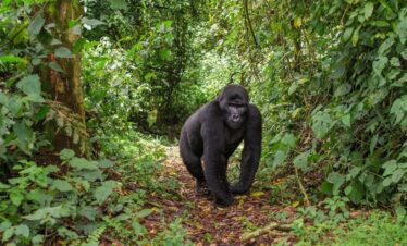 12 Days Rwanda Uganda Safari