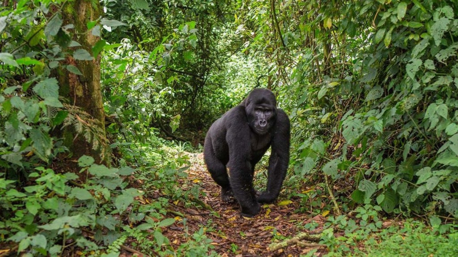 12 Days Rwanda Uganda Safari