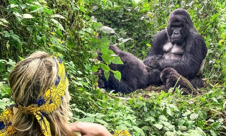 Rwanda Gorilla Trekking vs Uganda: A Detailed Comparison