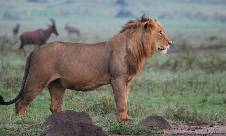 12 Days Rwanda Uganda Safari
