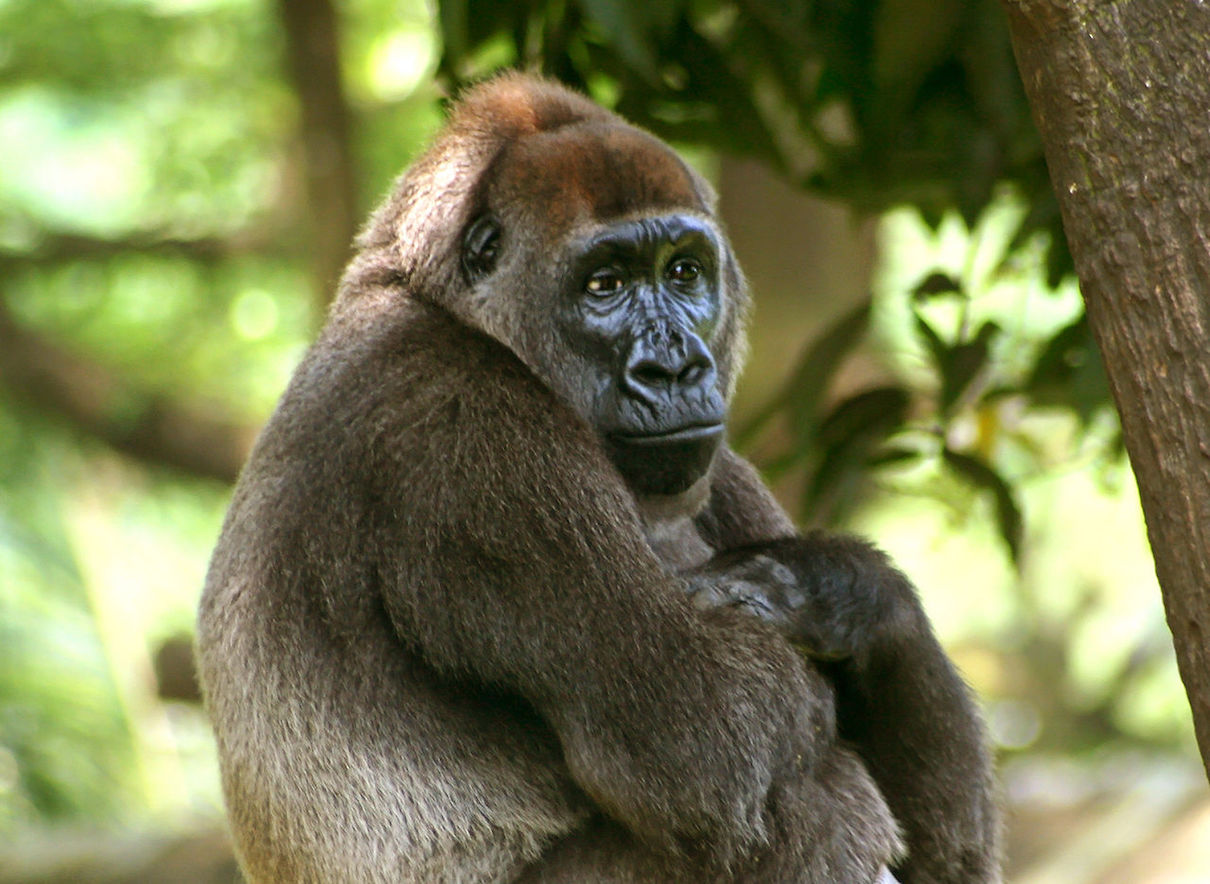 Why Are Cross River Gorillas Endangered?