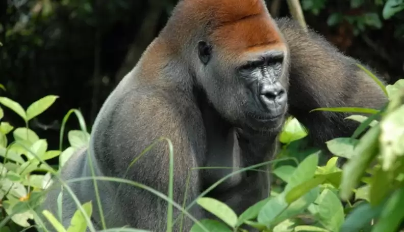 cross river gorilla diet