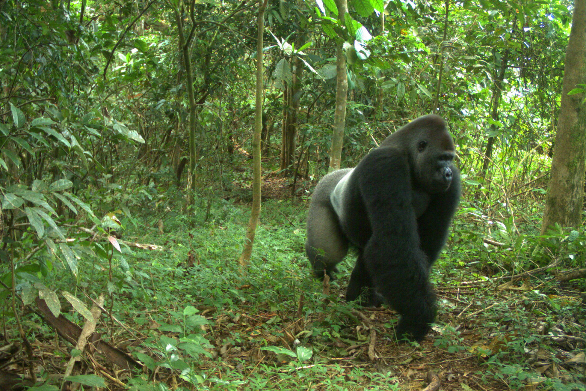 Cross River Gorilla Behavior, Habitat, Diet & Social Structure