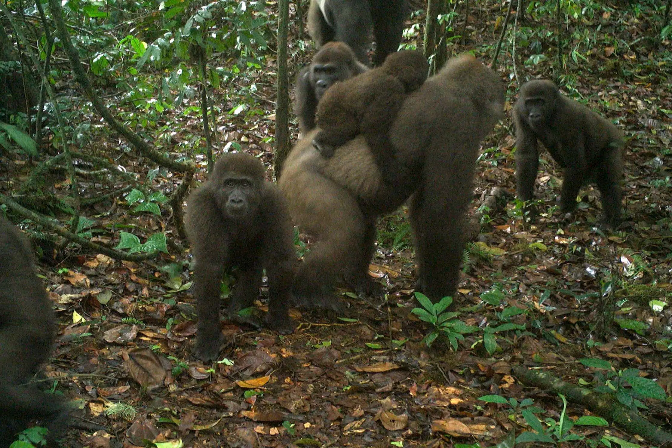 Cross River Gorilla Habitat