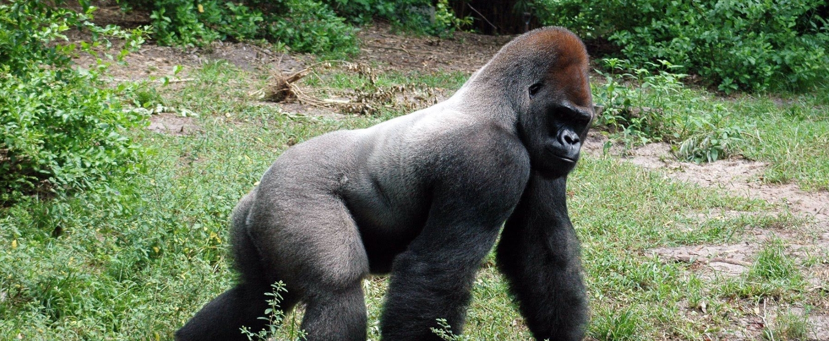 Cross Ricer Groillas Conservation Efforts and Protection Programs
