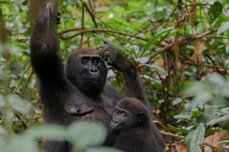 Cross River Gorilla