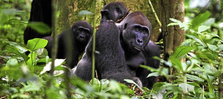 Cross River Gorilla Population Status – How Many Are Left?