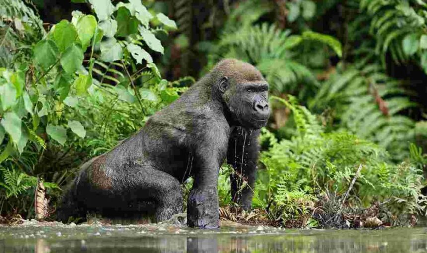 Cross River Gorilla