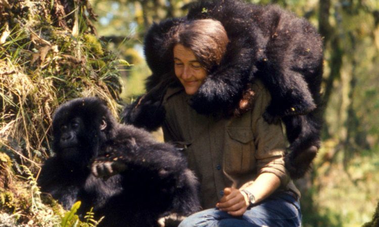 Saving Gorillas in Africa: